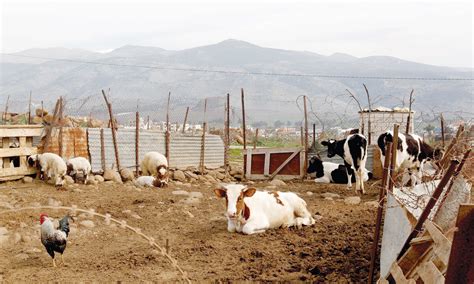 Grazing Cows Lead To Squabble On Lebanese Israeli Border Oman Observer