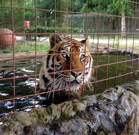 Big cat rescues offers hundreds of items for purchase to help fund the care of rescued lions, tigers, and other exotic cats. Private Tiger Ownership in U.S. | Pulitzer Center