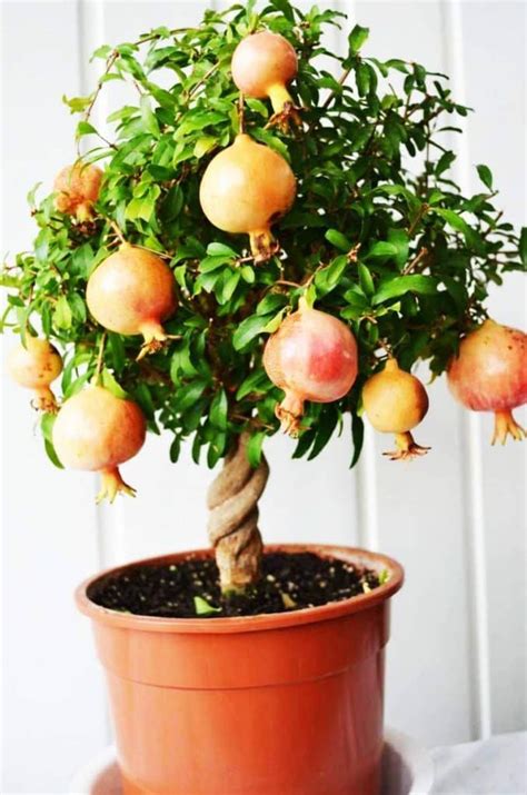 10 Dwarf Fruit Trees That You Can Grow In Pots Easily In 2020 Dwarf