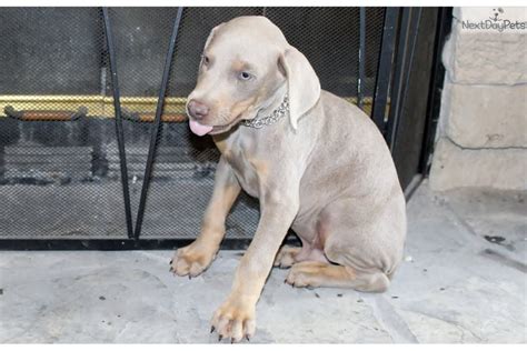 Cerberus Doberman Pinscher Puppy For Sale Near Tri Cities Tennessee