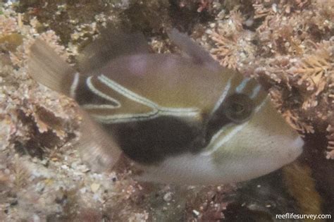 Rhinecanthus Rectangulus Wedge Tail Triggerfish Reef Life Survey