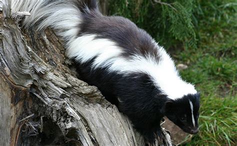 Raccoons, skunks, bats and foxes are commonly infected with rabies, so if you encounter one of these animals, stay clear. How Do Skunks Spray?