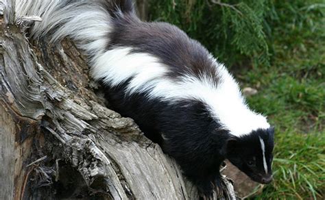 May 24, 2021 · the humane society said the skunks' mother had been hit by a car, leaving her babies too young to survive on their own. How Do Skunks Spray?