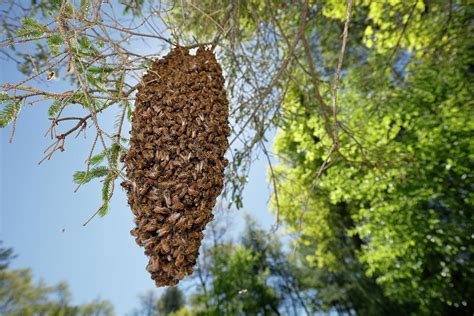 Swarm Of Bees Hanging From Tree Branch Photograph By Paul E Tessier
