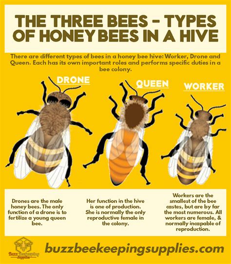 The Three Bees Types Of Honey Bees In A Hive Types Of Honey Bees Types Of Bees Bee Keeping