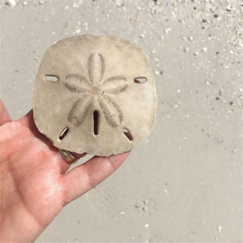 Tigertail Beach In Florida Has Sand Dollars Like You Wouldnt Believe