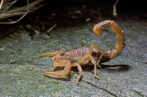 7 Most Poisonous And Dangerous Scorpion In The World