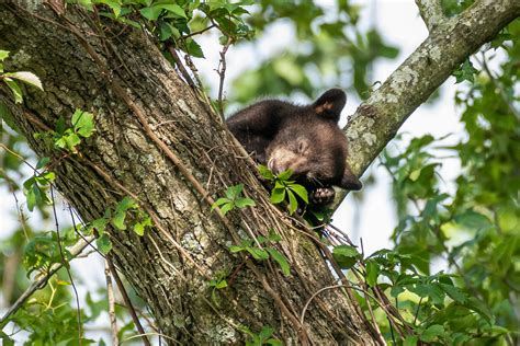 A Very Sleepy North Carolina Black Bear Cub Rnorthcarolina
