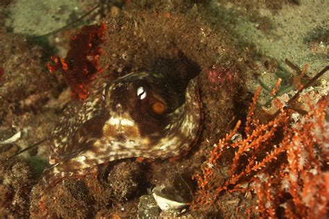 Common Sydney Octopus Octopus Of New Zealand · Inaturalist Nz