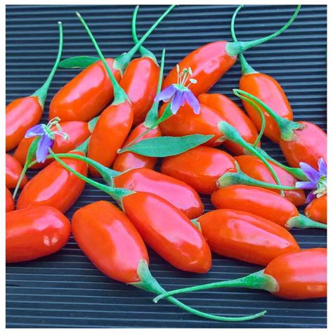 Zapadni svet su zaintrigirale tek poslednjih godina, zajedno sa porastom svesti o potrebi vraćanju prirodi i prirodnim preparatima u ishrani i lečenju i svetskom trendu. GOJI bobice