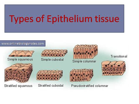 Types Of Epithelial Tissue Simple Compound And Specialized Online