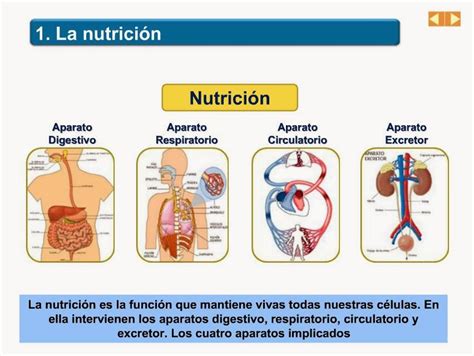 El Cuerpo Humano Funciones Vitales FunciÓn De NutriciÓn