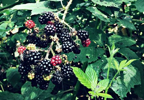 Foraging For Blackberries Foraging Blackberry Wild Plants