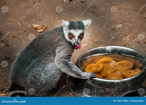 Ring Tailed Lemur Eats Food Turkey Stock Photo Image Of Gray Cute
