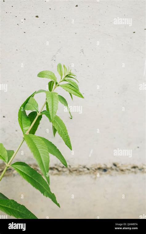 Lemon Verbena Plant Against Concrete Wall Stock Photo Alamy