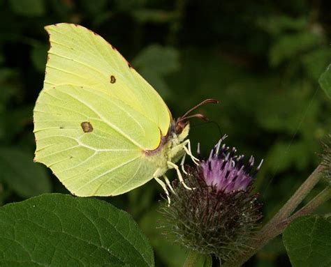 Brimstone Butterfly Gonepteryx Rhamni It Is Commonly Believed That