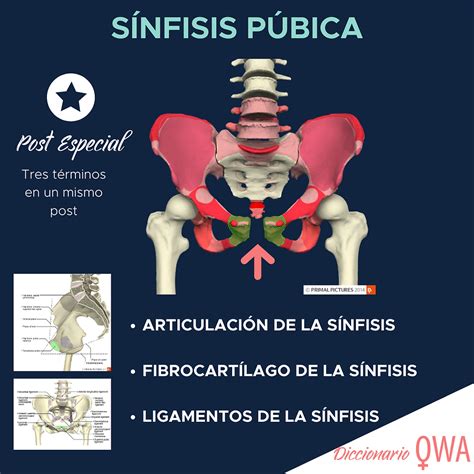 O Que é Sínfise Púbica