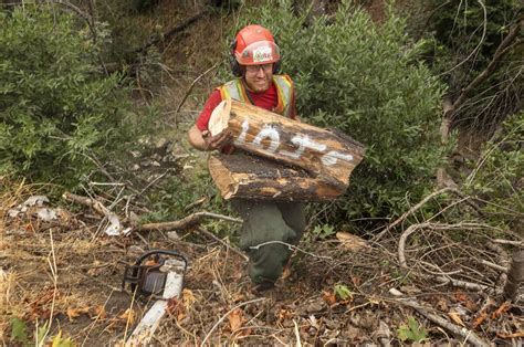 Sonoma County Removing Nearly 5000 Dying And Dead Trees Along 90 Miles