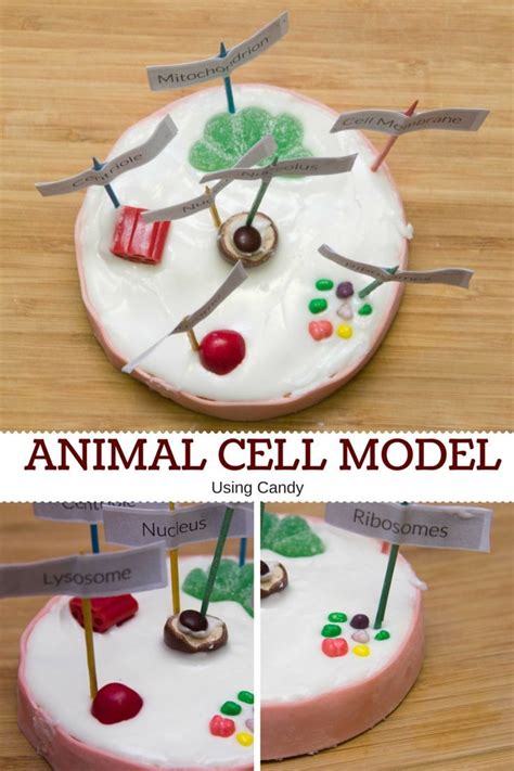 Turn in your chart attached to your picture (in color). How to Make an Animal Cell Model Using Candy (With images ...