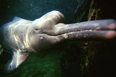 Pin By Shane Cornell On Brazil Project Images River Dolphin