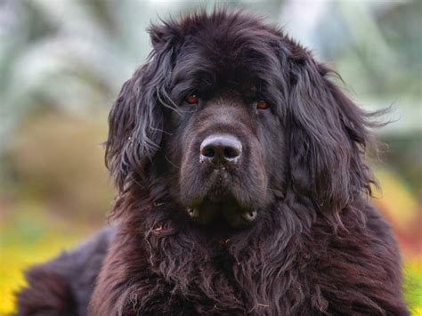 The 9 Largest Dog Breeds In The World Readers Digest