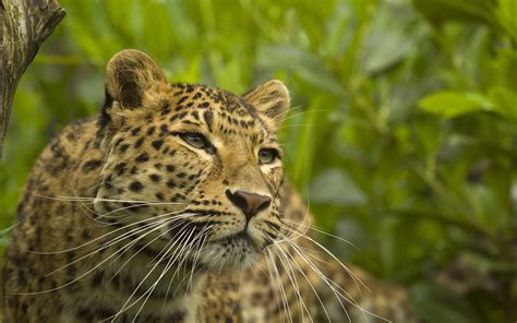leopard wild animal - HD Desktop Wallpapers | 4k HD