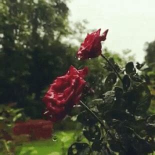 Discover and share the best gifs on tenor. Rain and Coffee in 2020 | Rain and coffee, Rain, Summer ...