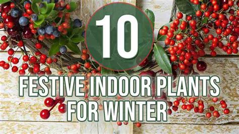 Indoor Plants For Winter 10 Festive Options Indoor Gardening