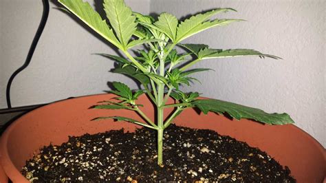 How To Train Auto Flowering Plants For Bigger Yields Grow Weed Easy