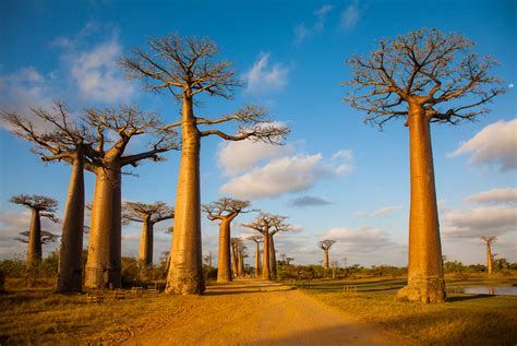 Footprints Of African Baobab Trees In India Ixigo Travel Stories