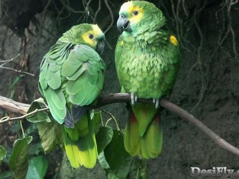 Green Parrots Birds Tree Branch Hd Wallpaper Peakpx
