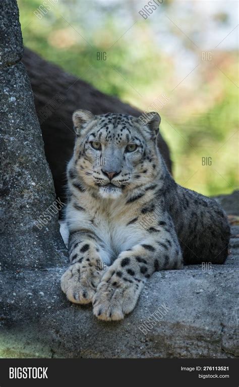 Himalayan Snow Leopard Image And Photo Free Trial Bigstock