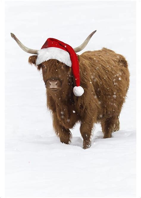 Print Of Ush 5065 M Scottish Highland Cow Standing On Snow Wearing