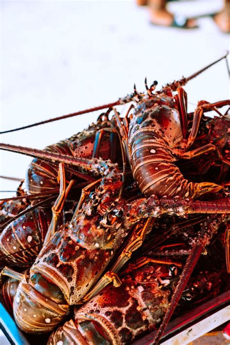 Catch A Fresh Lobster During Key Wests Lobster Season
