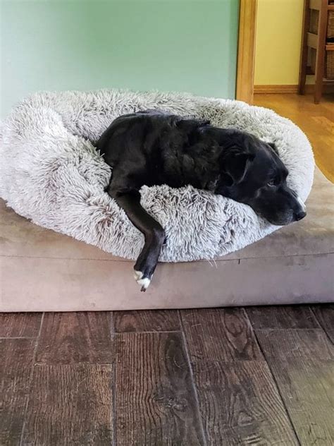 We did not find results for: Do Calming Dog Beds Work?