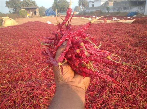 Guntur Stem Dry Red Chillies 25 Kg At Rs 130kg In Hyderabad Id