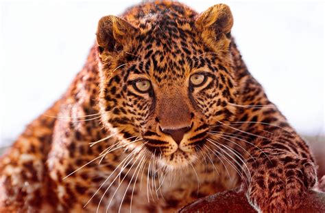 800527 Leopards Big Cats Glance Whiskers Rare Gallery Hd Wallpapers