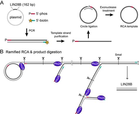 Schematic Workflow Of Ramified Rca For Nucleosomal Dna Synthesis A