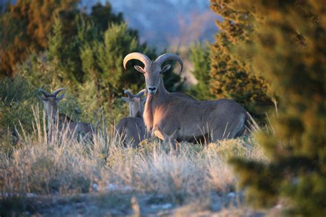 2023 2024 Barbary Sheep Hunting Forecast New Mexico Wildlife Magazine