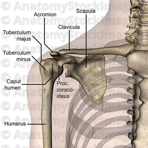 Anatomy Stock Images Shoulder Anterior Bones Tuberculum Majus Minus