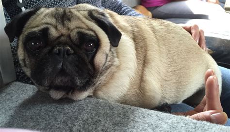 We did not find results for: Pugs for sale | Bournemouth, Dorset | Pets4Homes