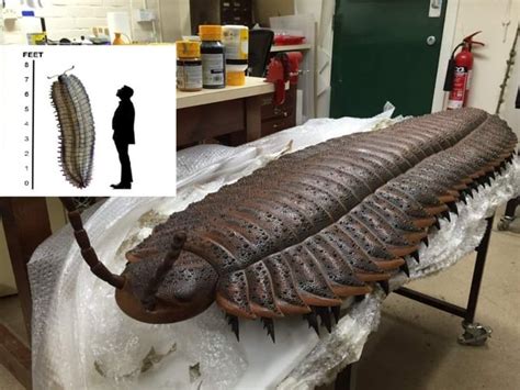 This Is A Life Size Model Of A Giant Millipede Arthropleura The