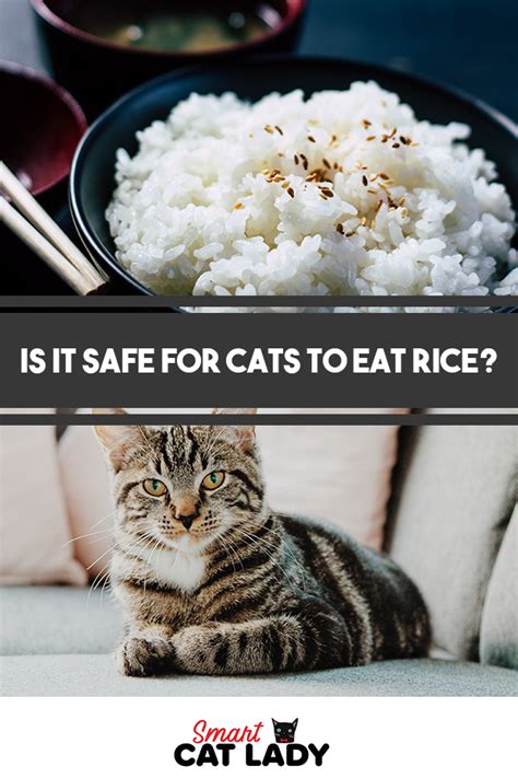 Yes, cats can eat strawberries in small amounts. Is It Safe For Cats To Eat Rice? (With images) | Cat diet ...