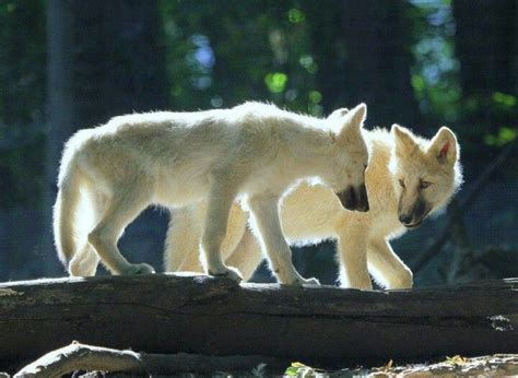 Two White Wolf Pups Malamute Beautiful Creatures Animals Beautiful