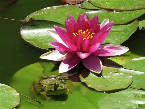Frogs On Lily Pads