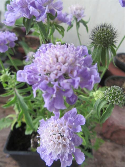 Scabiosa Columbaria Blue Note Dwarf Pincushion The Belmont Rooster