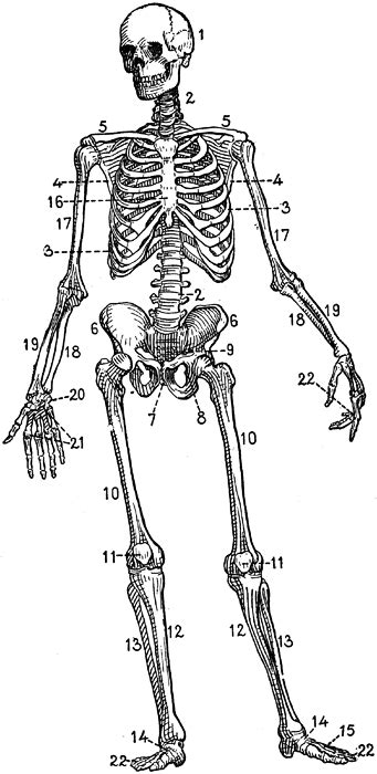 Here is a page out of a vintage anatomy book. human anatomy | Clip art vintage, Skeleton illustration ...
