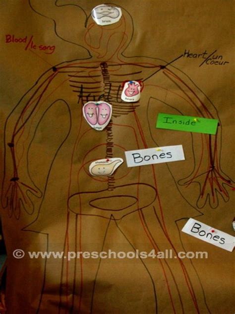 preschool science activities  human body