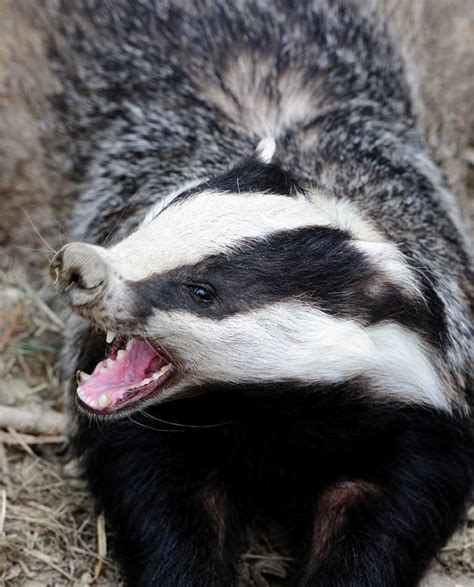 Are Badgers Dangerous To Humans Animals Pets Environment