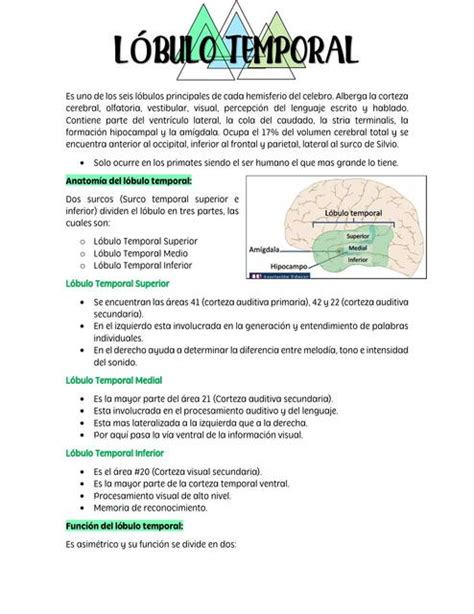 Lobulo Temporal Sofia Garzon Udocz